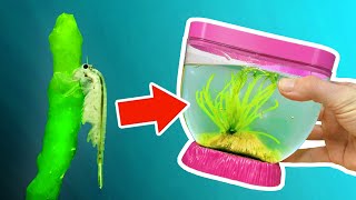 Growing SEAWEED in a Sea-Monkey Tank!
