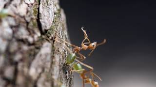 Green Tree Ants Cleaning Themselves In NATURE
