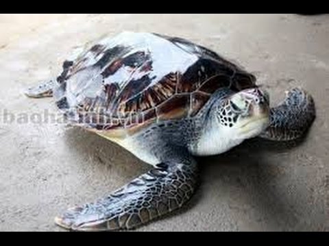sea of thieves Sea Turtles Documentary HD- Endangered Animals Turtle & Tortoise