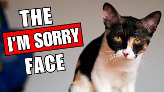 HOW DO CATS APOLOGIZE TO THEIR HUMANS?