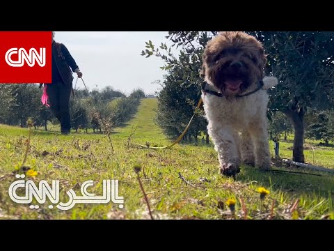 الكمأة شاهد كيف تقتفي الكلاب أثر أحد أندر أنواع الفطر غير المرئية في العالم