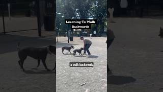 Great Job Learning To Walk Backwards #dogtraining #dogcoach #doghealth #doglife #traineddogs