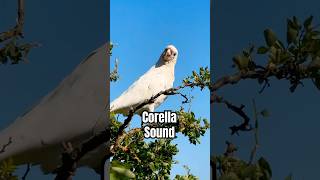 Corella Sounds Unique Calls & Meanings