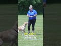 How To Tire Out Your Dog With A Long-Line!