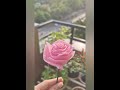 Organdy Rose Flower #aestheticdecor
