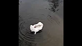 Георгий Бражник