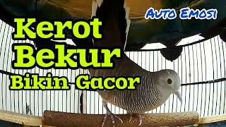 perkutut kerot bekur ampuh buat gacor