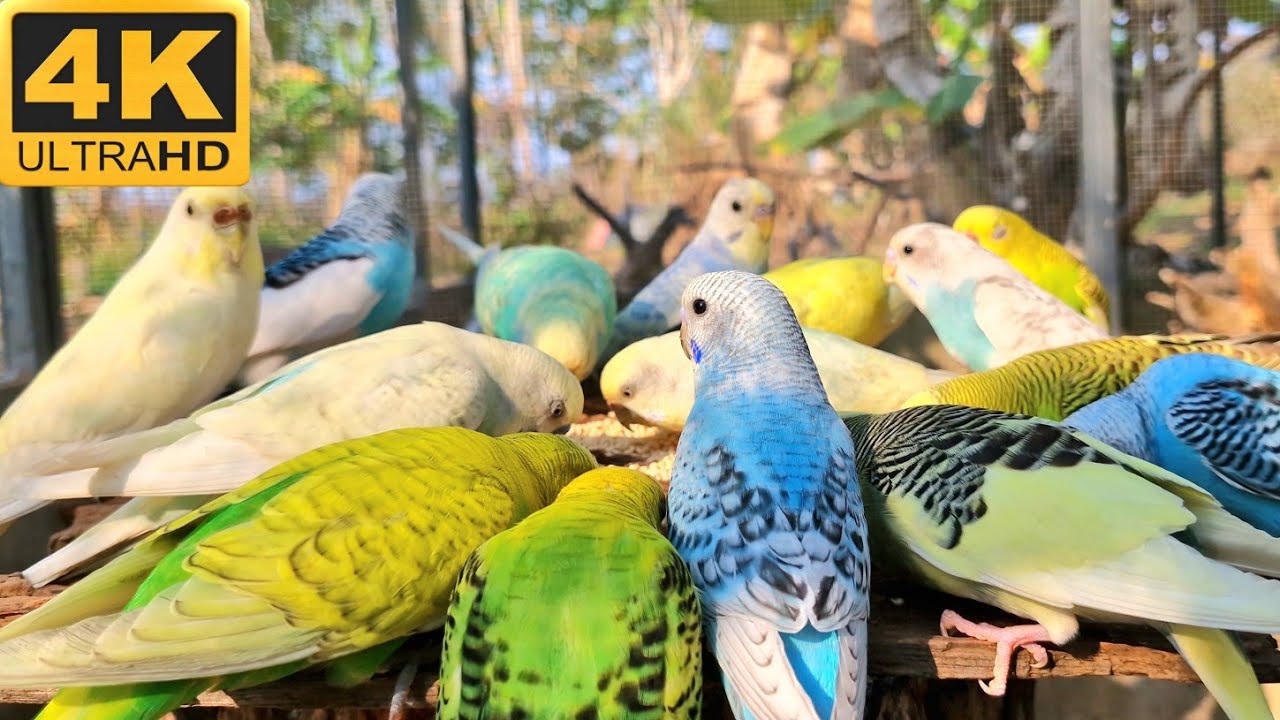 Budgies Parakeet sang joyfully freely on the log. Budgies sing song so smart and sweet too.