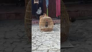 Download Lagu seperti inilah Kokok ayam bekisar yang masih kotor #shorts #youtubeshorts MP3