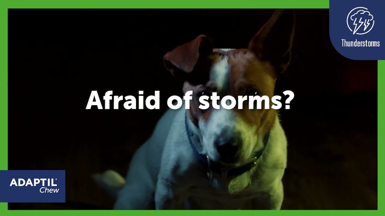 Dog Scared of Thunderstorms? Try ADAPTIL Fast Calming Chews 