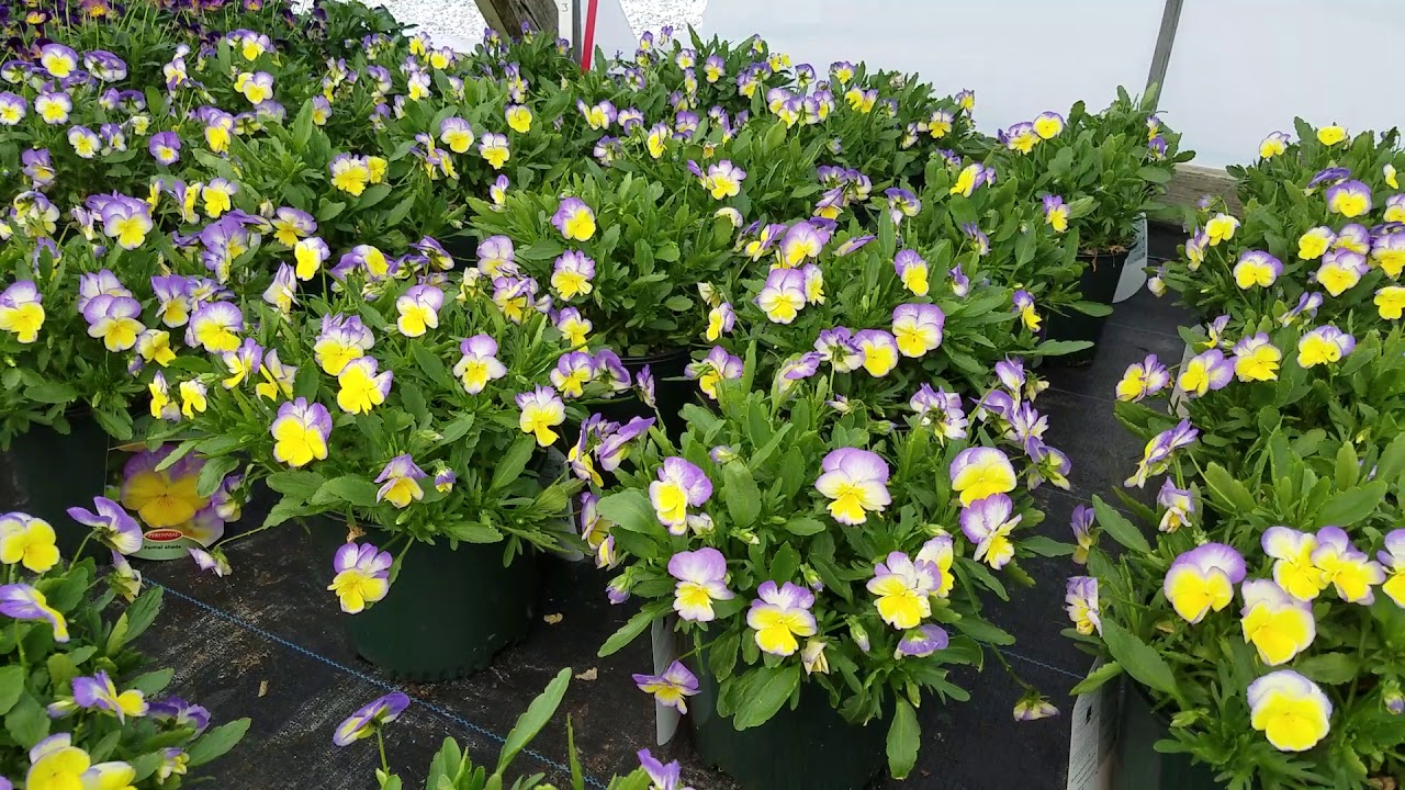 Viola Halo Lemon Frost