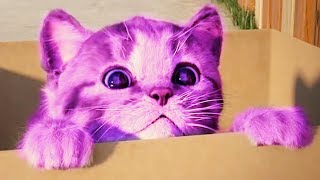 Baby Learn Colours with Little Kitten - Educational Videos Pet Care ★ iOS / Android app screenshot 4