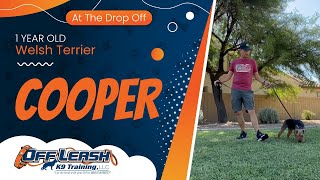 Cooper ~ 1yr Welsh Terrier ~ Best Welsh Terrier Trainers ~ Off Leash K9 Training Phoenix