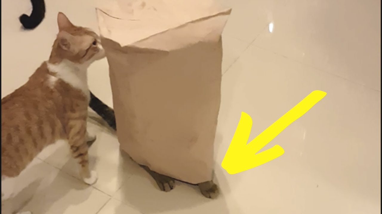 Nemo The Cat Freezes And Tips Over With Paper Bag Over Him
