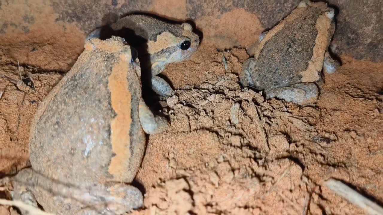 Frog Eating Cockroach Wow frogs eat insects 😱😱#animals#nature#cricket#cockroach#insects# ...