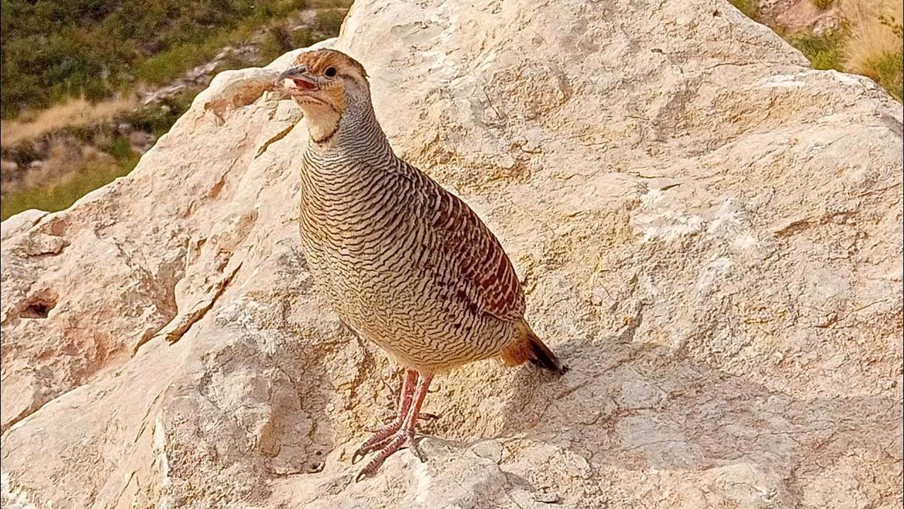Desi Teetar Long Natural Audio | Relaxing Partridge Bird Sounds