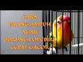 Cara Merawat Lovebird Agar Gacor