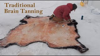 Traditional Brain Tanning Buffalo Hides Part 1: Fleshing, Scraping, Salting & Framing