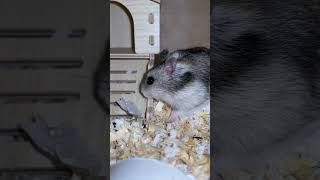 Hamster 🐹 #hamster #pets #cute #animals