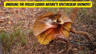 The Magnificent World of Frilled Lizards #lizards #animals #wildlife #nature by Animal Facts Hub 180 views 1 month ago 2 minutes, 57 seconds