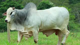 Emergido Fiv Mara Móveis