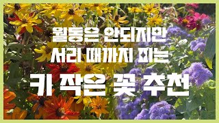 꽃 정원에 무조건 추천하는 초화 Best 5 | 꽃추천 | 끊임없이 피는 꽃 추천