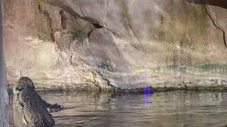 Crocodile feeding show in dubai || aquarium underwater zoo