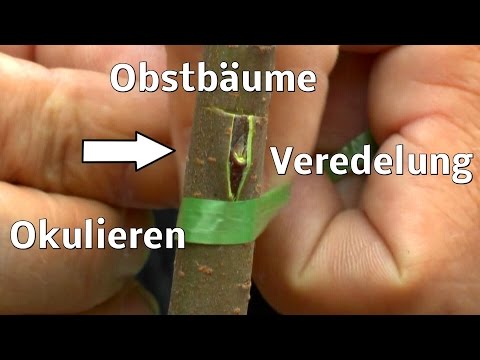 Video: Gartenbaum - Wie Man Einen Baum Mit Mehreren Früchten Oder Mehreren Früchten Erstellt. Merkmale Der Impfung. Foto