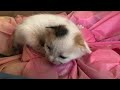 Beginning of video