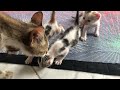 Middle of video