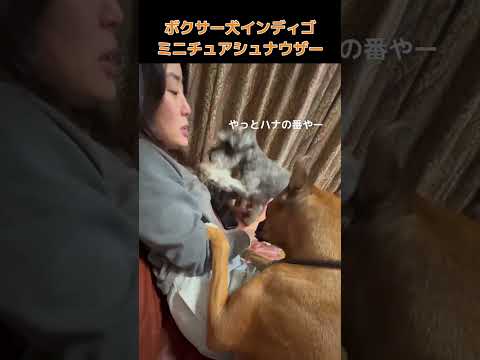 【ボクサー犬インディゴとミニチュアシュナウザー】三部作 〜完〜やっぱり手は3本ないとあかん #shorts #ボクサー犬 #ミニチュアシュナウザー
