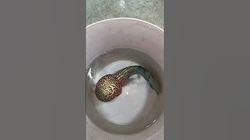 "Million Dollar Pearl Found in Oyster?" #youtubeshorts  #gemstones #batukalimayakristal #crystals