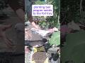 planting bell peppers with compost pits soil #gardening #organicgardening #bellpeppers