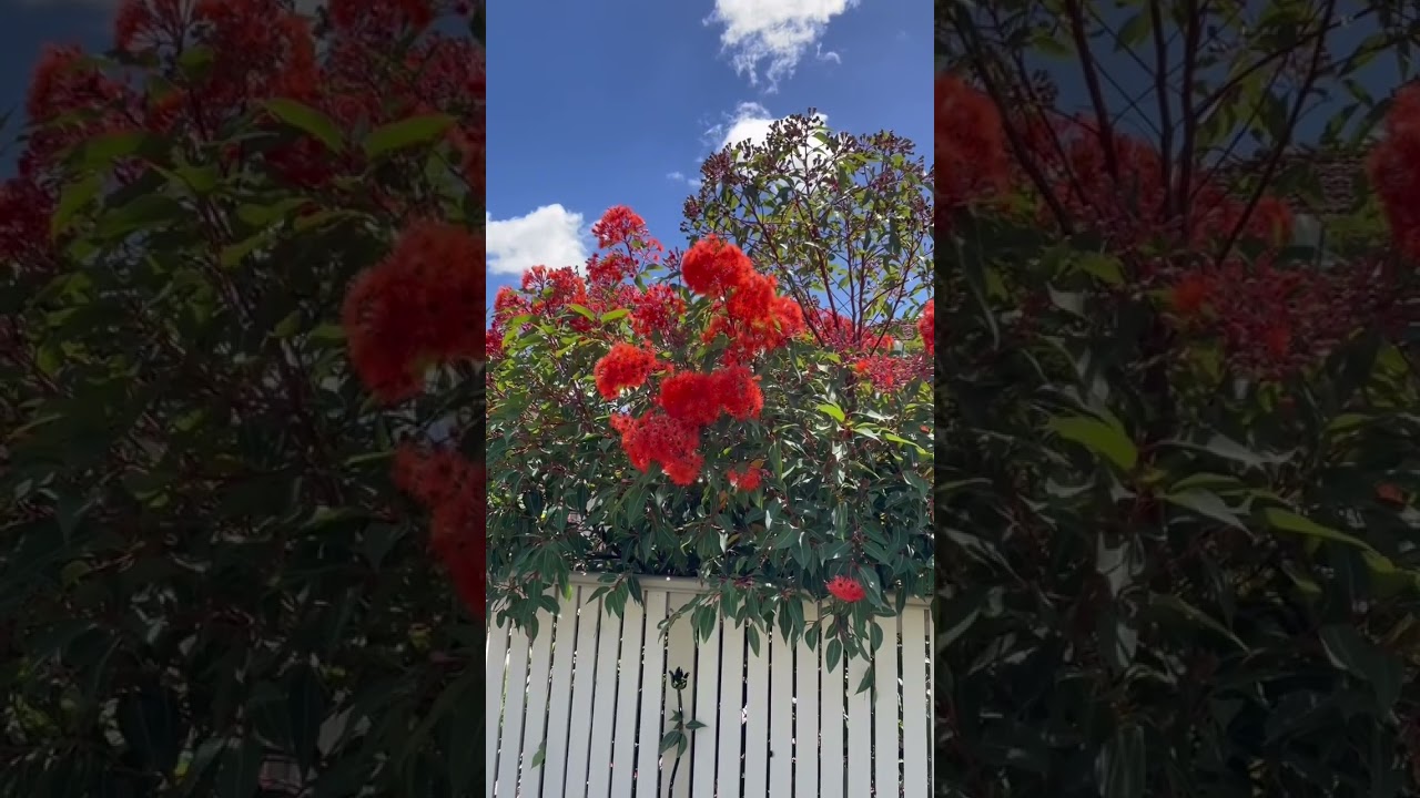 Obejrzyj Interlude #piano #pianomusic #pianocomposition #calm #peace #music #instrumentalmusic w YouTube Obejrzyj Interlude #piano #pianomusic #pianocomposition #calm #peace #music #instrumentalmusic w YouTube