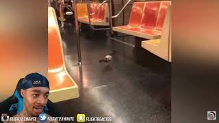 Celebrity Flight talking about pigeons Net Worth