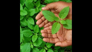 Basil: The Herb That Unlocks Your Energy & Luck Profile