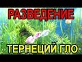 Разведение тернеций глофиш. Нерест, размножение, получение икры