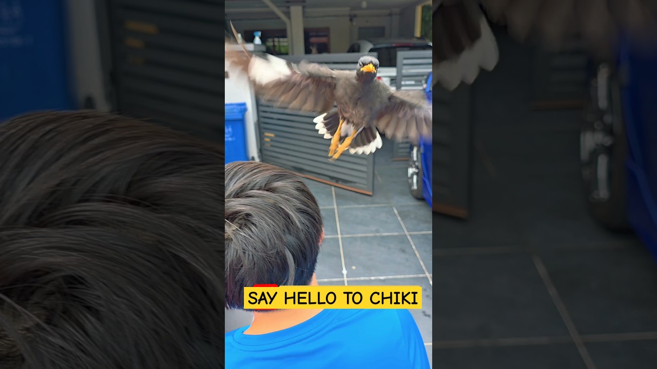 CHIKI - OUR BELOVED BIRD