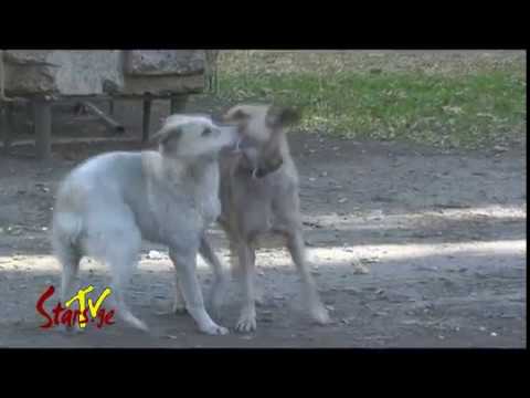 ვიდეო: მაწანწალა ძაღლი ექსპრომტად ნახევარმარათონში აწარმოებს მორბენალებთან ერთად, იშოვება მედალი