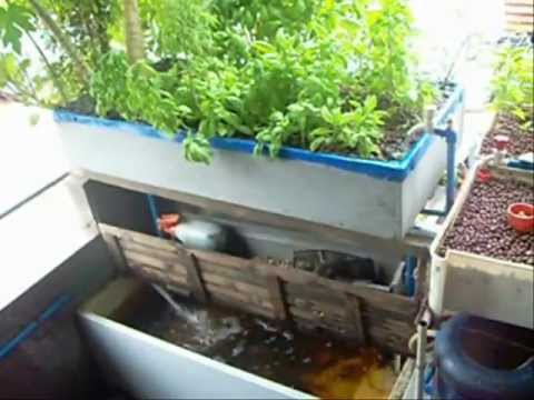 Bahay Kubo Organics - Aquaponics and Urban Farming in t ...
