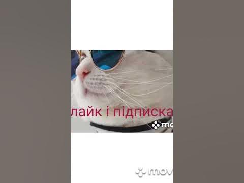 який котик буде як що ти - YouTube