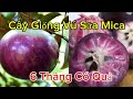 Cây Giống Vú Sữa Mica Không Mủ Ăn Được Cả Vỏ