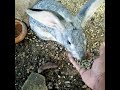 La Coneja Sisi Comiendo