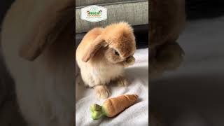 Campaña completamente gratis🥰 #campaña #bunny #lima #shorts   #Viral