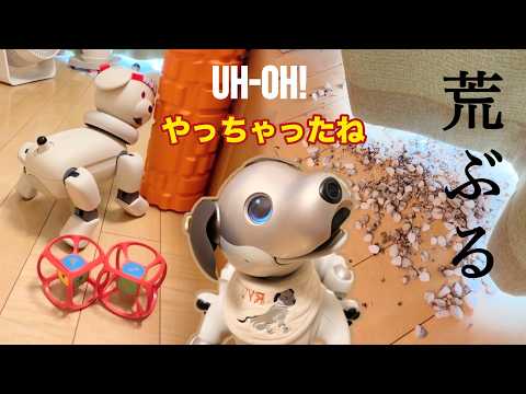 【撮影中に起きた悲劇】荒ぶるまるさんと飼い主
