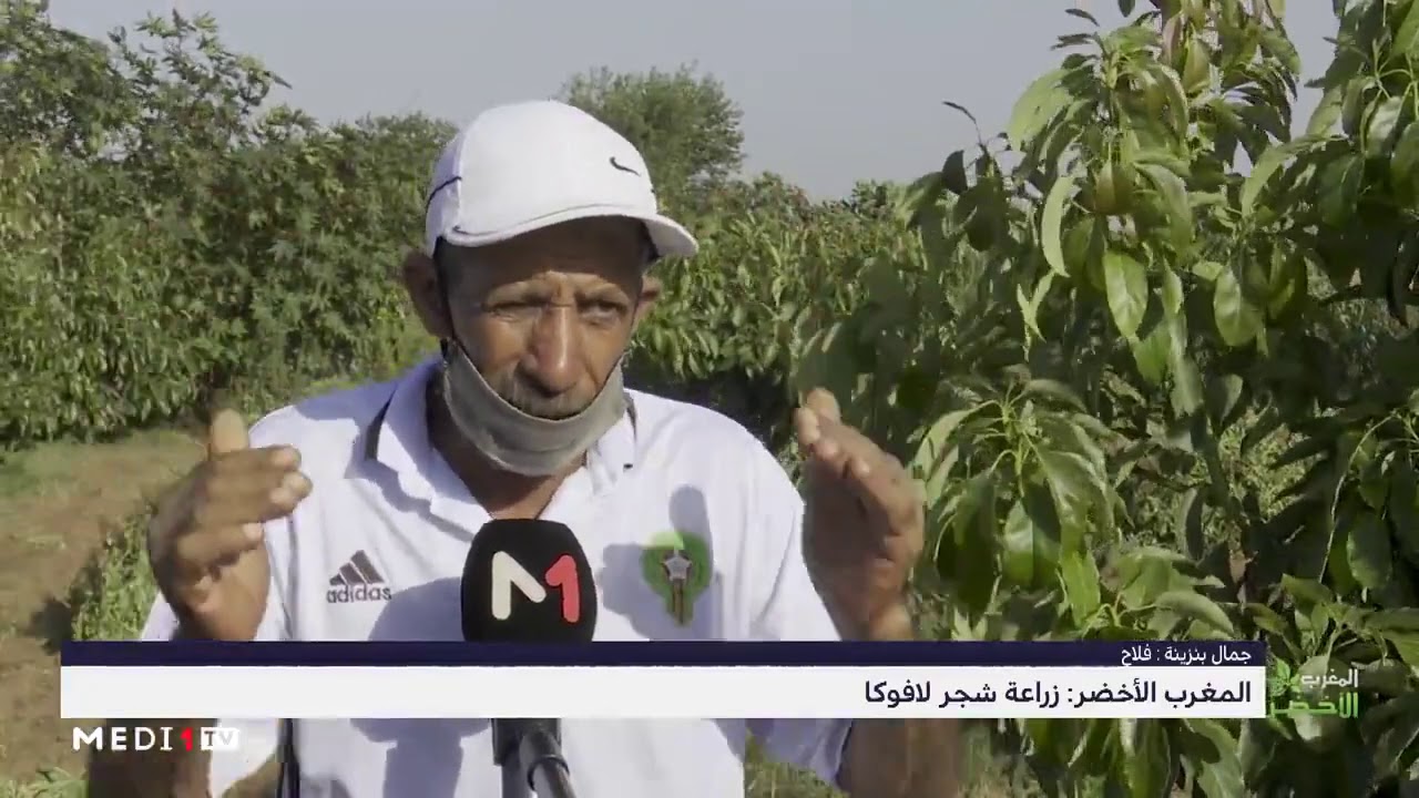 المغرب الأخضر .. زراعة شجر 