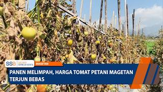 TOMATO PRICES PLUMMET MGT