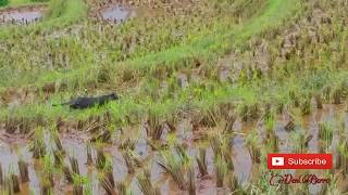 Animal instinct ( kucing berburu burung )
