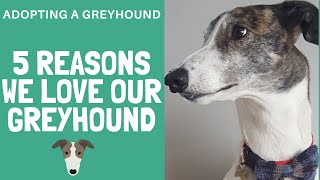 Greyhounds are awesome! The best dogs ever?