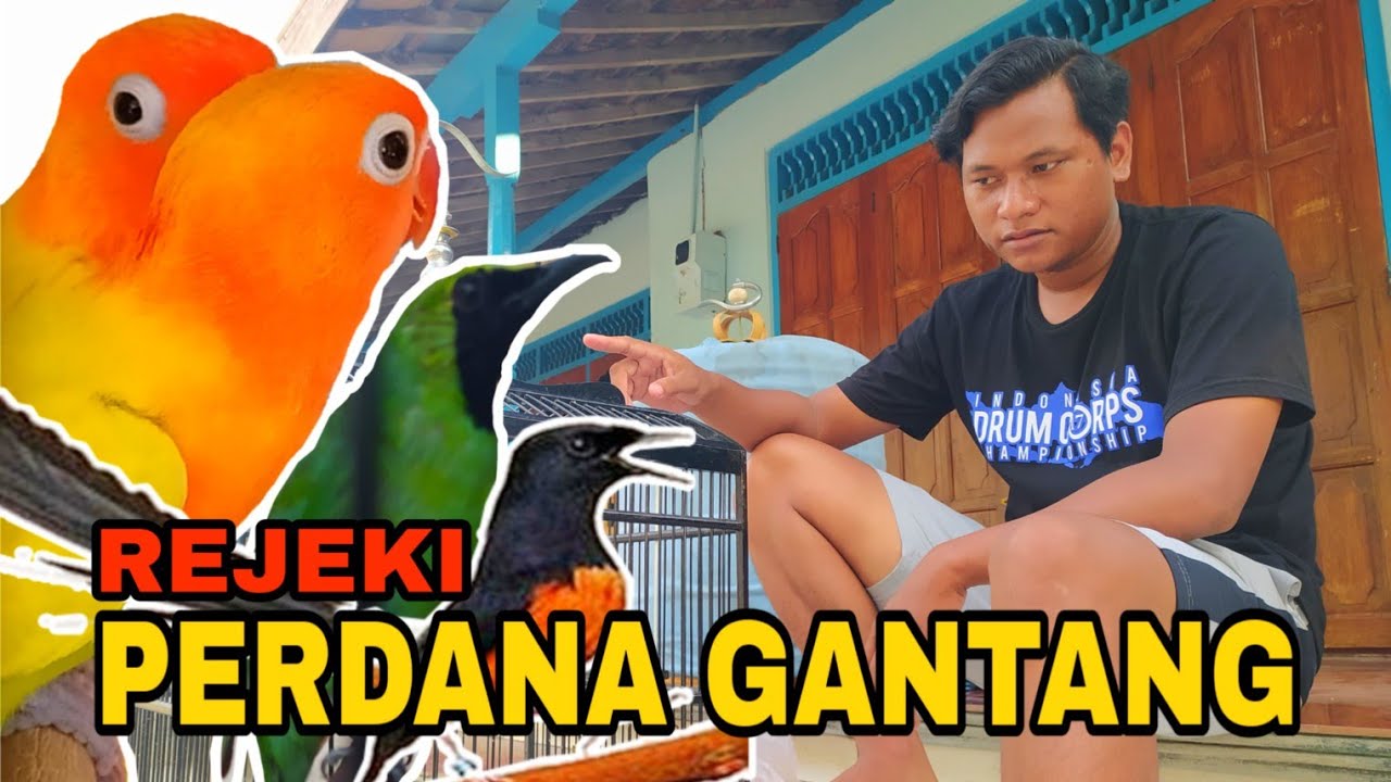 Perdana gantang burung kicau ALHAMDULILLAH JUARA 